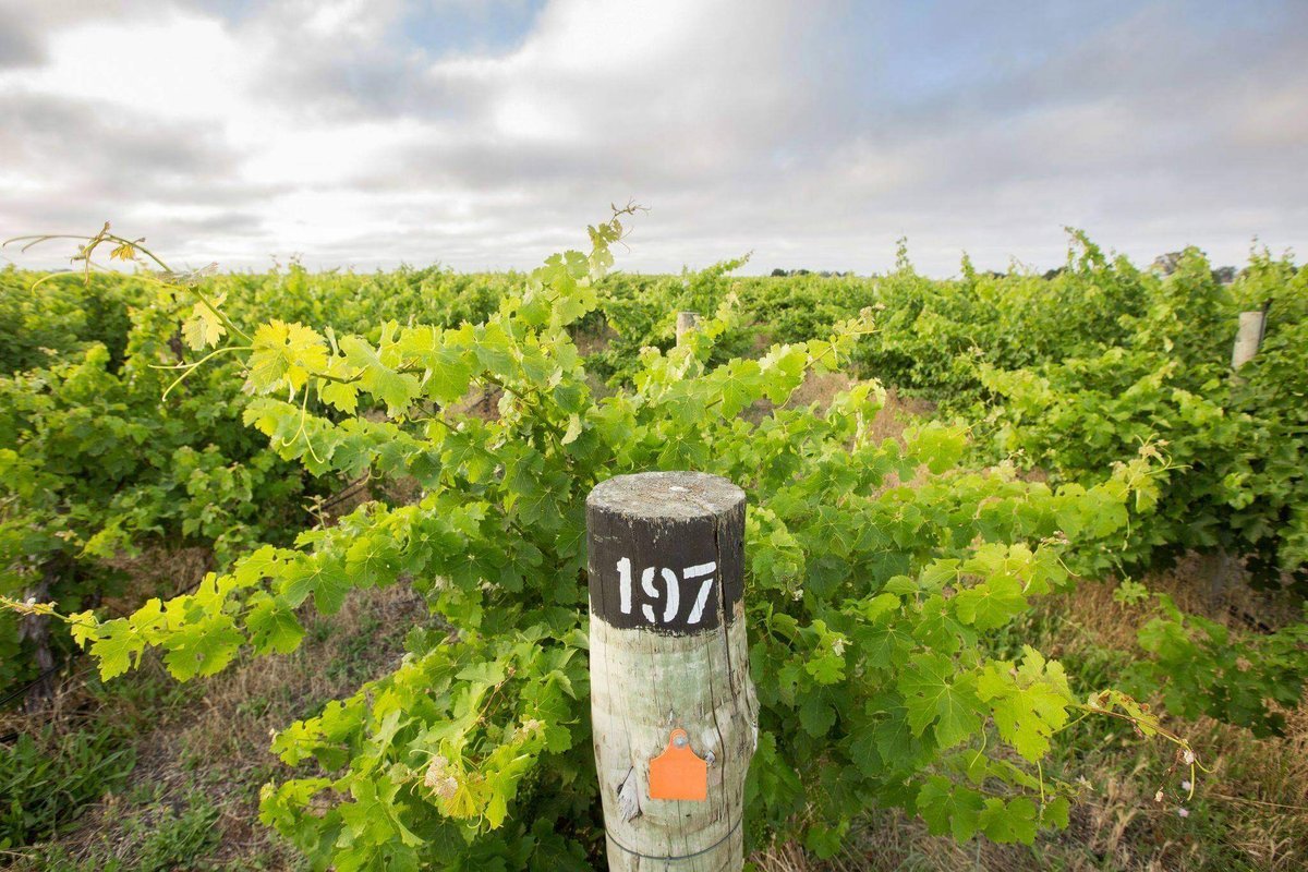Kingston Estate Petit Verdot 2017 (12 Bottles) Riverland, SA — wine from Australia